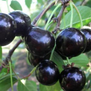 Description of the Chernokorka cherry variety, breeding history and frost resistance