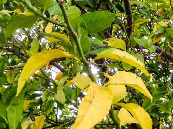 foglie ingiallite del melo