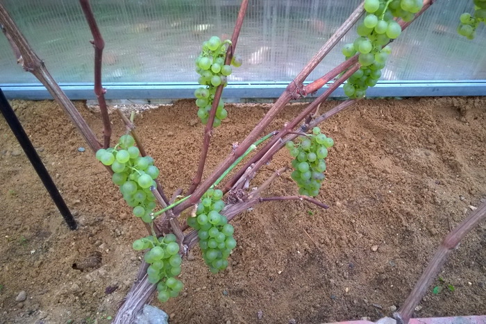 érett szőlő