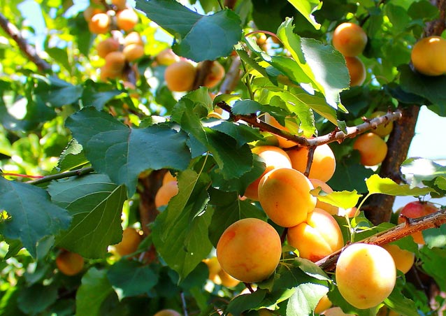 apricot manchu