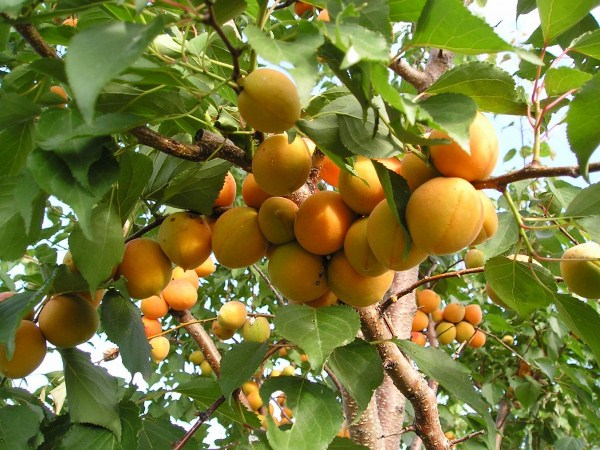 apricot branch