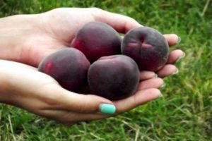 Beschreibung der Aprikosensorte Black Prince und ihrer Eigenschaften, ihres Geschmacks und ihrer landwirtschaftlichen Technologie