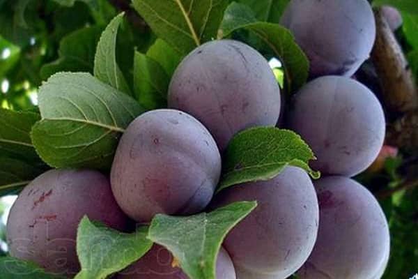violetti hedelmä