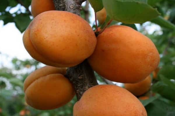 apricot goldrich