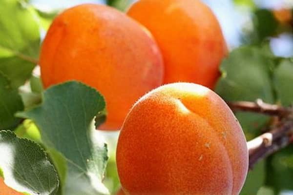narančaste bobice