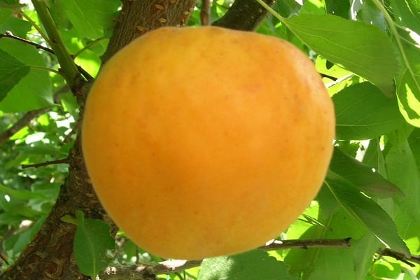 Apricot trees