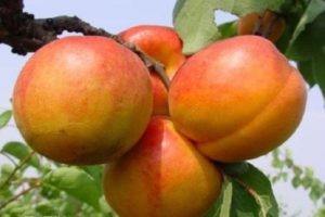 Description of the Goldrich apricot variety and cultivation features