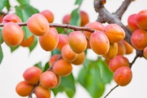 Description of the variety of apricots Countess, advantages and disadvantages, cultivation