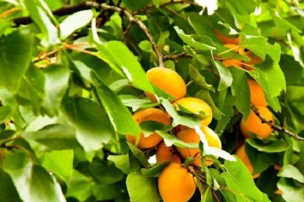 aprikožu augšana