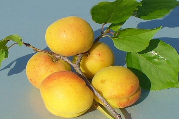apricots kichiginsky