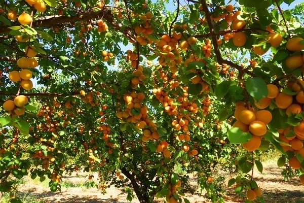 varieties of apricots