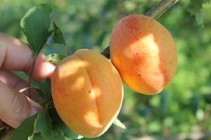 Egenskaper av Crimean Amur aprikosvariet och en beskrivning av trädets fördelar och nackdelar