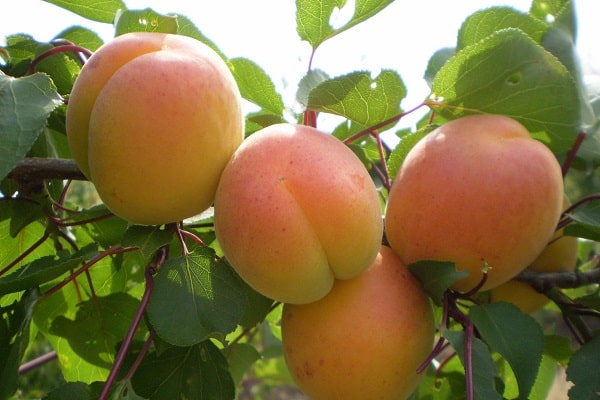 ripening of fruits