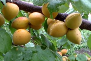 Beschrijving van de Manitoba-abrikozenvariëteit, opbrengst, aanplant en verzorging