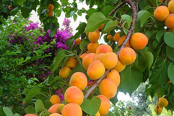 oranžový raj