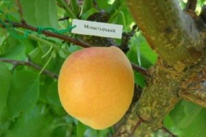 Kuvaus Monastyrsky aprikoosivalikoimasta, viljelystä, istutuksesta ja hoidosta