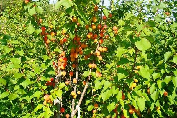 fruit culture