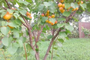 Description of the New Jersey apricot variety, yield characteristics and why the ovary falls