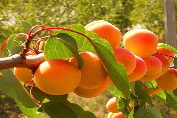 aprikožu olympus