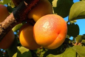 Beskrivelse af abrikos variation Fersken og egenskaber ved frostbestandighed, fordele og ulemper