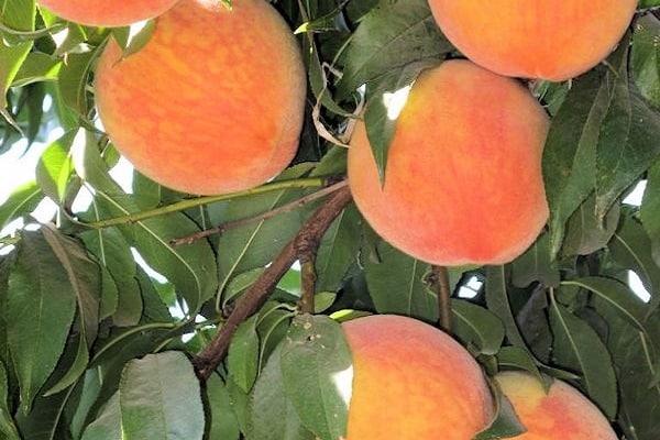 Paglalarawan ng iba't ibang mga aprikot Peach at mga katangian ng paglaban sa hamog na nagyelo, kalamangan at kawalan
