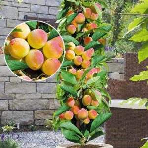 Beschrijving van de beste variëteiten van zuilvormige abrikozen Prince Mart, Zvezdny, plant- en verzorgingsregels