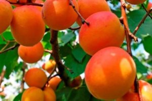 Beschrijving van de variëteit van abrikozen Russisch, kenmerken van vruchtvorming en verzorging