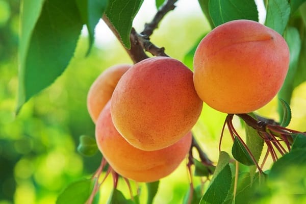 Frucht Apricoski