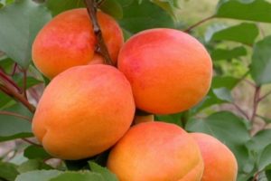Description of the apricot variety Sardonyx, characteristics of fruiting and cultivation features