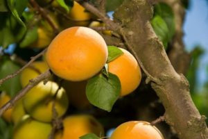 Kayısı çeşidi Sibiryak Baikalova'nın tanımı, meyve vermenin özellikleri ve yetiştirme özellikleri