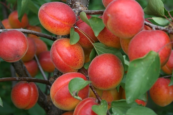 abrikoos goudvink