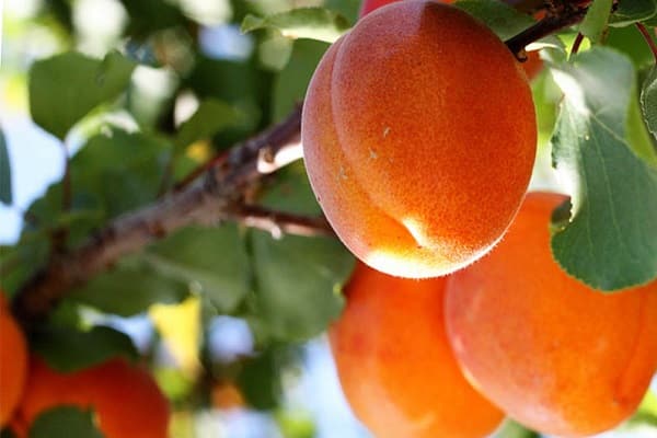 apricot description
