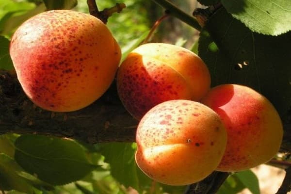 materské znamienka na ovocí