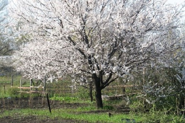 floració primaveral