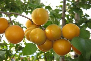 Description of the Ulyanikhinsky apricot variety, yield characteristics and cultivation
