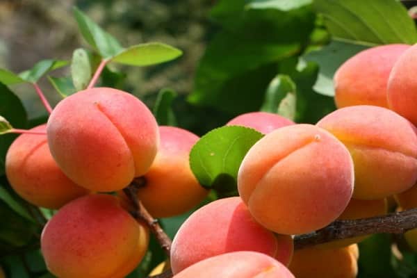 description of apricots