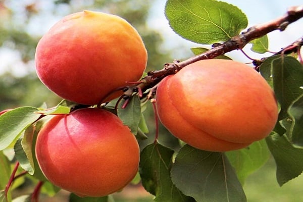 abrikosplante
