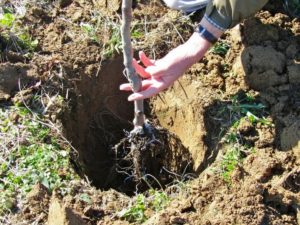 Anbau von Aprikosen im Ural auf freiem Feld, Beschreibung winterharter Sorten und Pflege