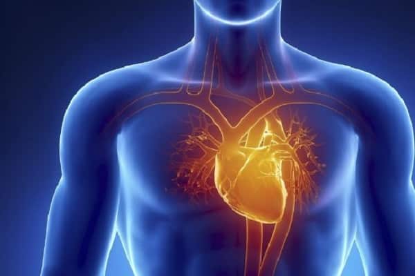 من نظام القلب والأوعية الدموية