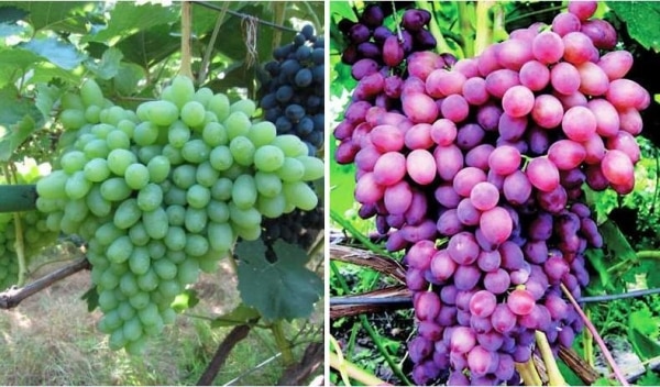 DIFFERENT GRAPES