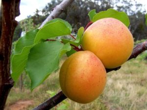 Beschreibung der Aprikosensorte Aljoscha und Merkmale der Krankheitsresistenz