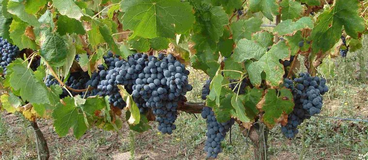 Tempranillo grape variety
