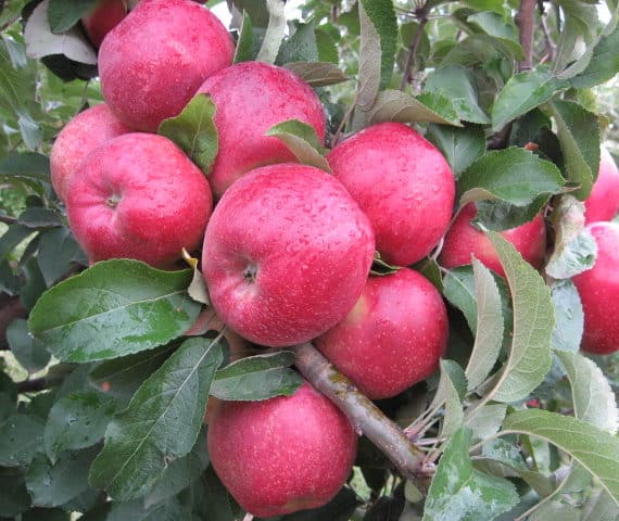 التفاح Kubanskoe_bagryanoe