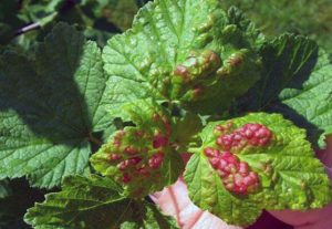 Co zrobić, jeśli na liściach winogron pojawią się czerwone plamy, jak postępować i jak leczyć
