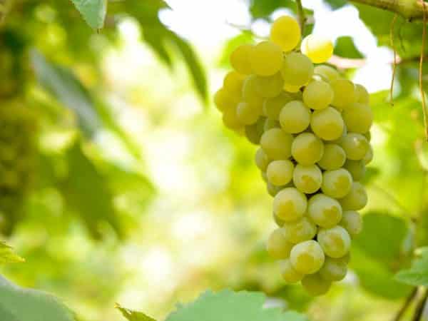bianca grapes