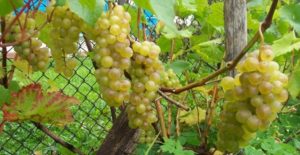 Beskrivelse af Bianca-druer, karakteristika for sorten og egenskaber ved dyrkning og pleje