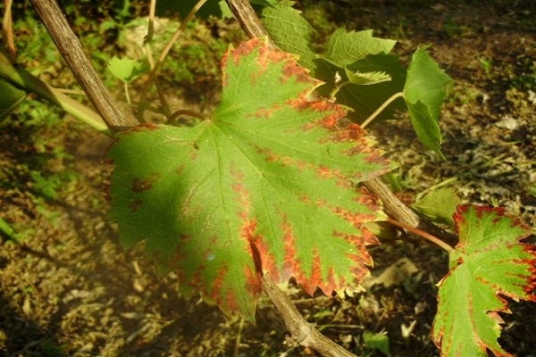 leaf rubella