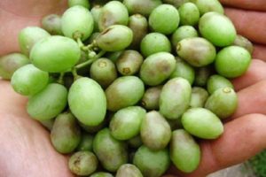 Come affrontare malattie e parassiti dell'uva, cosa fare e cosa spruzzare