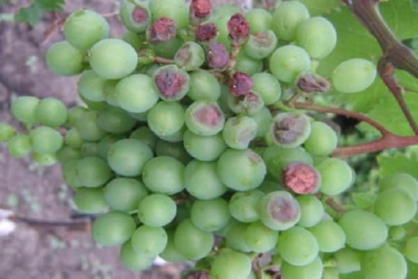plántulas de uva