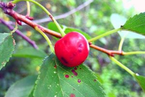 Description of cherry diseases, what to do for treatment and measures to combat them
